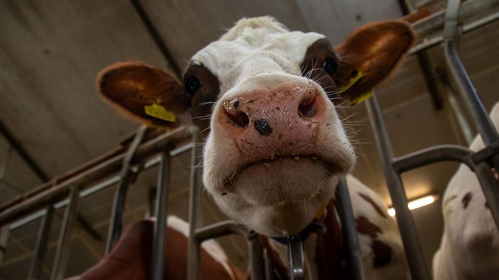 Melkveehouder bij stal met melkkoeien.