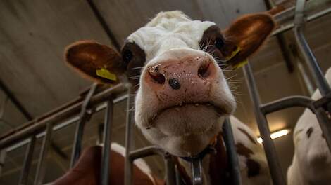 Melkveehouder bij stal met melkkoeien.