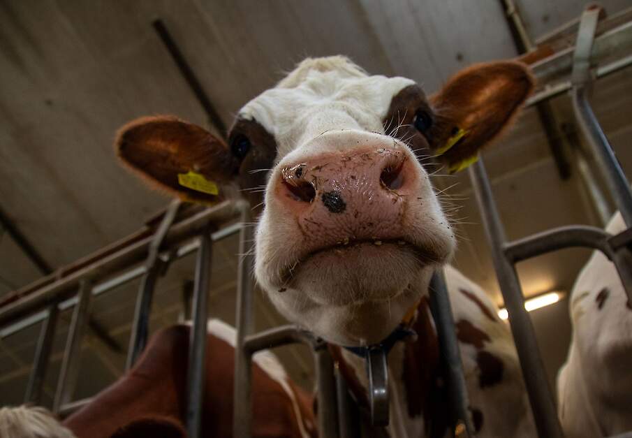 Melkveehouder bij stal met melkkoeien.