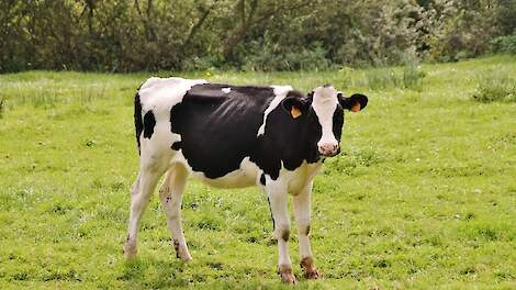 Pink in Frankrijk; beeld ter illustratie.