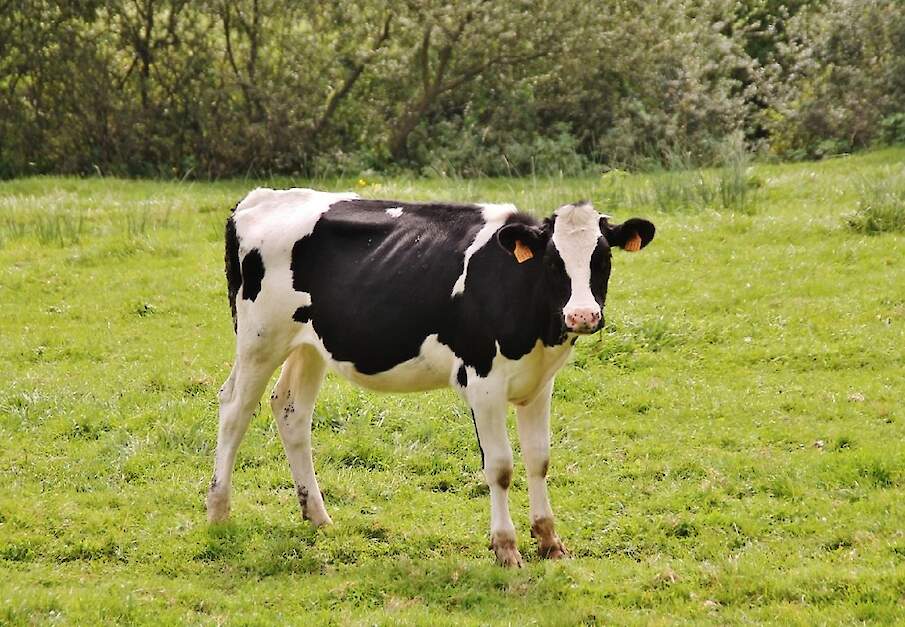 Pink in Frankrijk; beeld ter illustratie.