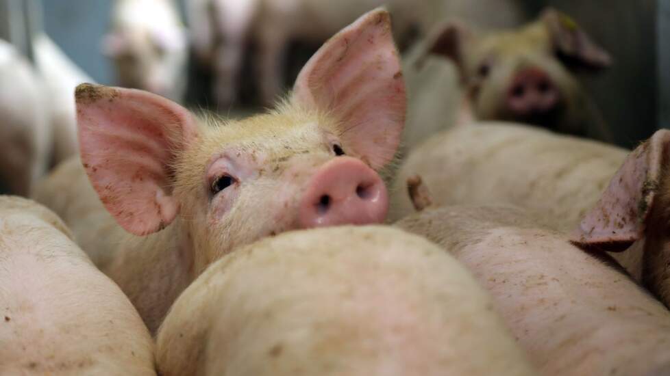 (Foto ter illustratie) Een van de eerste tekenen van dit virus is een stille stal. De varkens worden heel snel heel ziek. Waar varkenshouders normaliter stalgeluiden horen, zijn de varkens stil als deze PRRS-stam toeslaat.