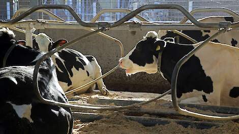 Herkauwende koeien. Bij het herkauwen komt methaan vrij; Bovaer toevoegen aan het rantsoen moet dit verminderen.