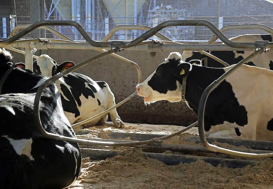 Herkauwende koeien. Bij het herkauwen komt methaan vrij; Bovaer toevoegen aan het rantsoen moet dit verminderen.