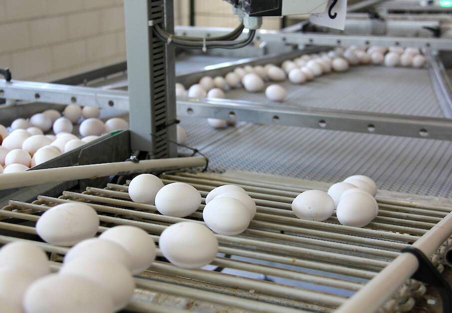 De eiernoteringen liggen op een hoog niveau, maar de discussie over de NOP-richtprijs neemt toe. In de sector klinkt het geluid dat de notering achterblijft bij de feitelijke marktontwikkeling.