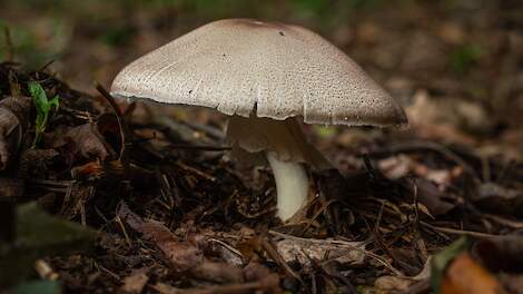 De bladhoopchampignon (Agaricus subrufescens) komt oorspronkelijk uit Californi&euml; en staat in de humane gezondheidszorg bekend om diens medicinale eigenschappen.