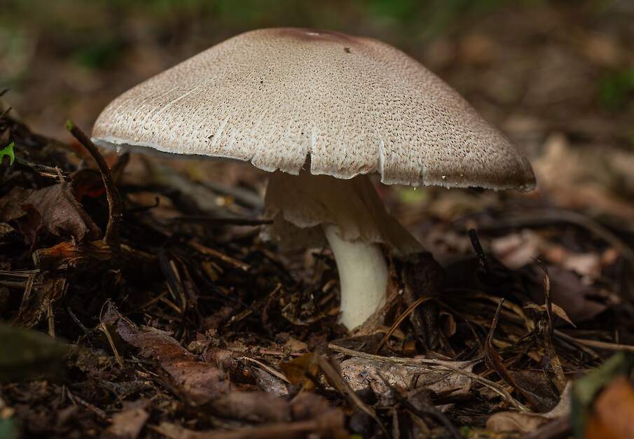 De bladhoopchampignon (Agaricus subrufescens) komt oorspronkelijk uit Californi&euml; en staat in de humane gezondheidszorg bekend om diens medicinale eigenschappen.