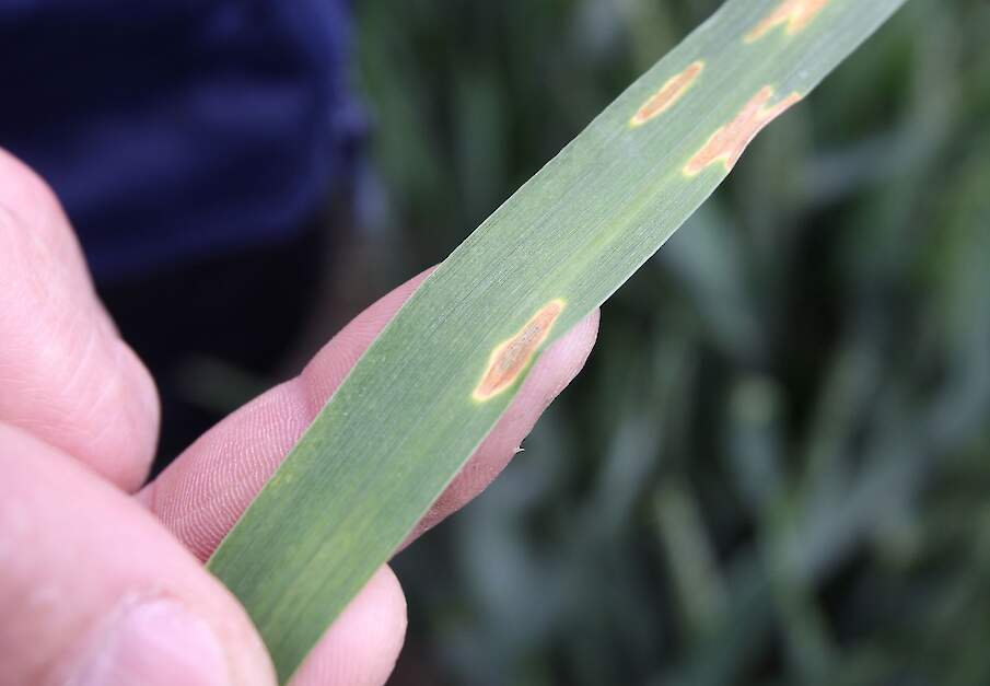 Septoria granen