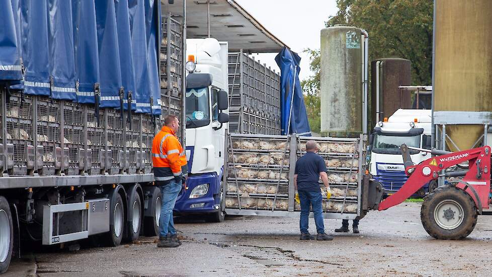 Verlaging van de bezettingsdichtheid tijdens het transport van vleeskuikens leidt niet vanzelf tot een beter dierenwelzijn. Zo blijkt uit een Hongaarse studie die een belangrijke aanbeveling van de Europese Autoriteit voor Voedselveiligheid (EFSA) ter dis