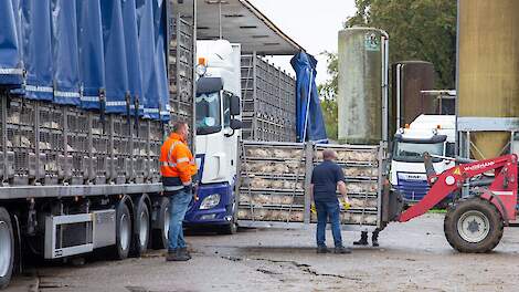 Verlaging van de bezettingsdichtheid tijdens het transport van vleeskuikens leidt niet vanzelf tot een beter dierenwelzijn. Zo blijkt uit een Hongaarse studie die een belangrijke aanbeveling van de Europese Autoriteit voor Voedselveiligheid (EFSA) ter dis