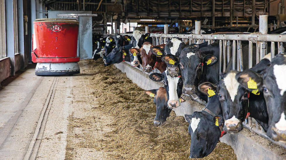 De voerrobot draait continu vers voer voor het voerhek. De voerkeuken bevindt zich in de voormalige machineloods.