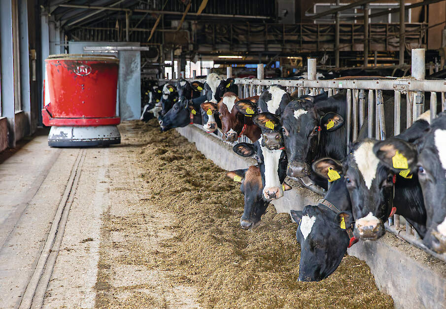 De voerrobot draait continu vers voer voor het voerhek. De voerkeuken bevindt zich in de voormalige machineloods.