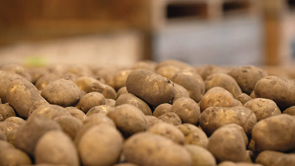 De vraag naar fritesaardappelen is de laatste jaren gestegen, maar die groei lijkt nu te zijn gestopt.