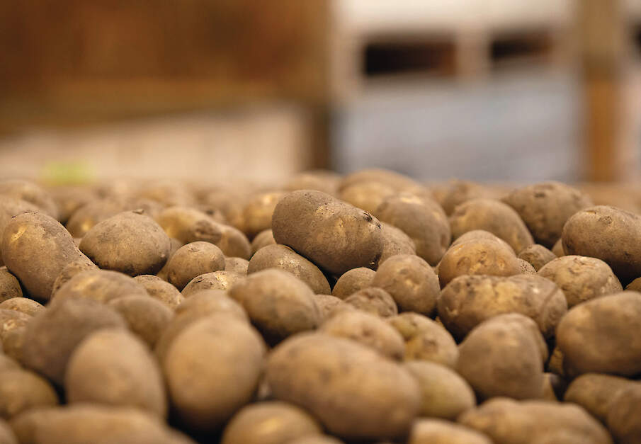 De vraag naar fritesaardappelen is de laatste jaren gestegen, maar die groei lijkt nu te zijn gestopt.