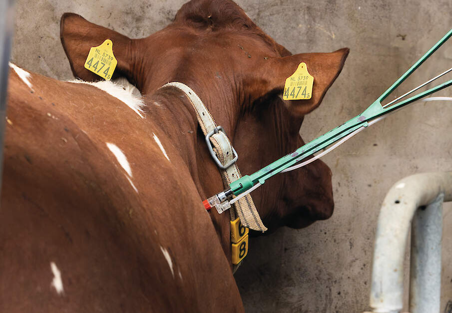 Vaccinatie is volgens dierenarts Ida van Halderen-Corb&eacute;e de belangrijkste manier om het rondgaan van het IBR-virus te beperken.