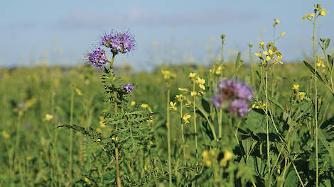 Het beste inwerkmoment voor de groenbemester blijft een boerenkeuze