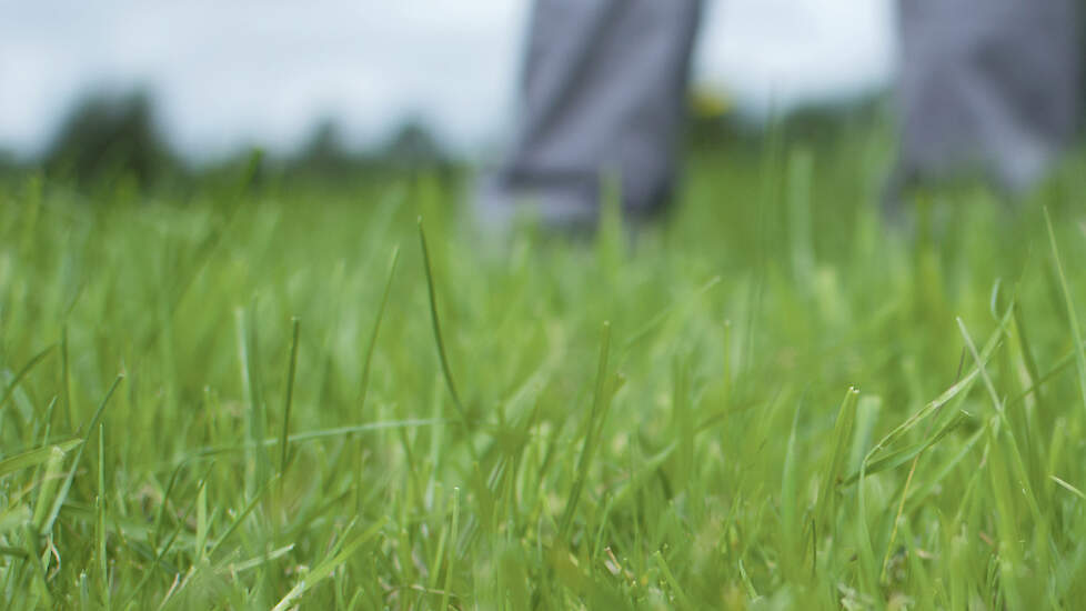 Vergeleken met dertig jaar geleden is het gras zelfs twee weken vroeger.