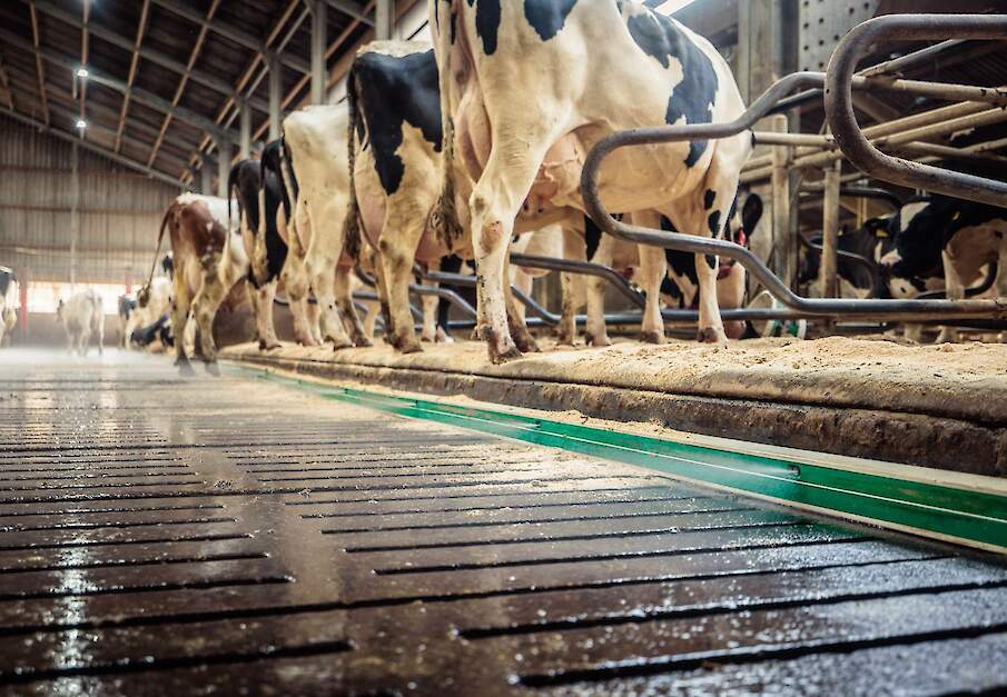 Het N-brace systeem in werking.