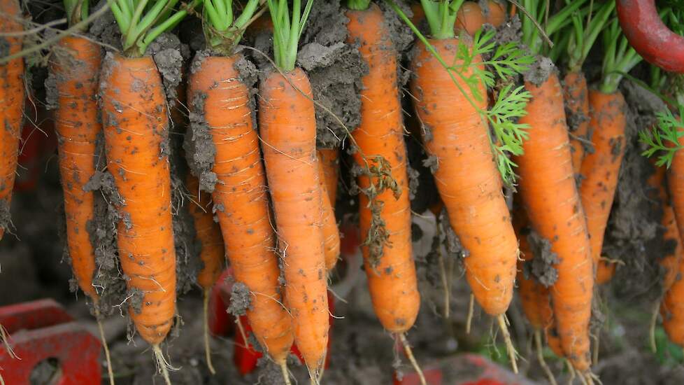 Beeld van waspeen ter illustratie.