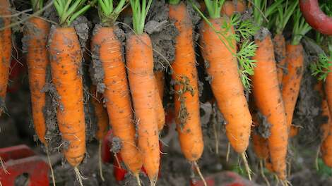 Beeld van waspeen ter illustratie.