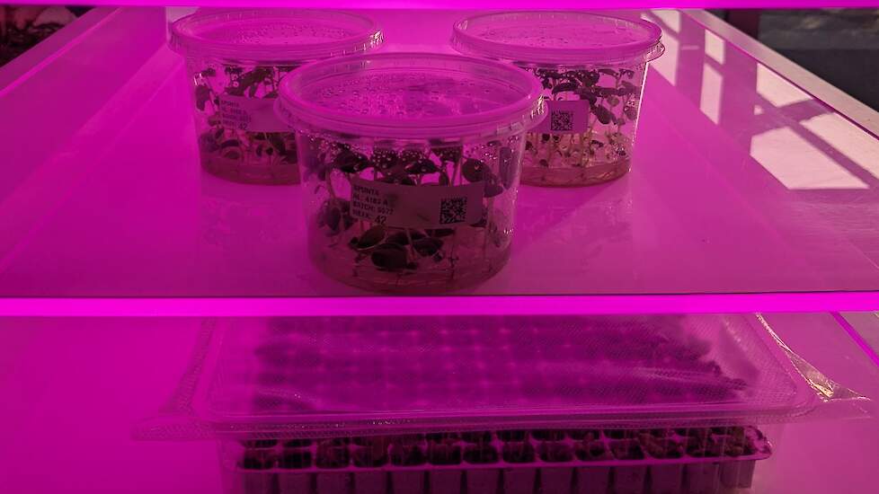 Kweekwerk Spunta HZPC