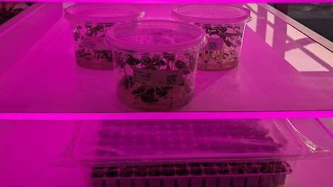 Kweekwerk Spunta HZPC