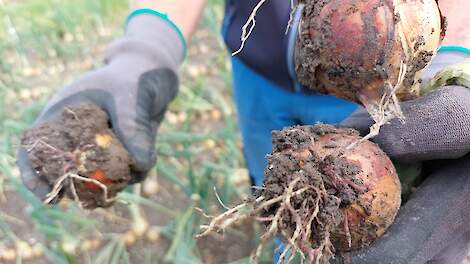 Aangetaste wortels met pinkroot