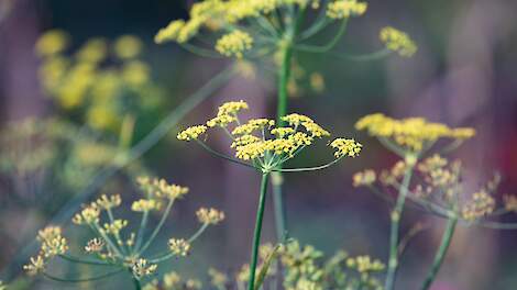 beeld ter illustratie