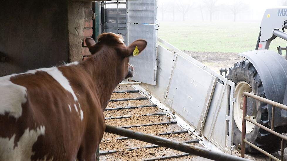 Rund wacht op veterinaire keuring.