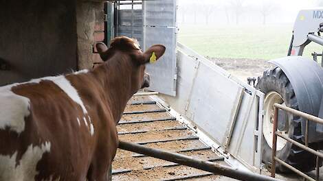 Rund wacht op veterinaire keuring.