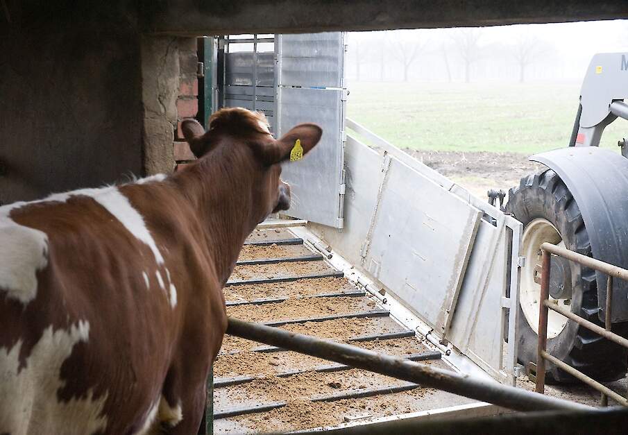 Rund wacht op veterinaire keuring.