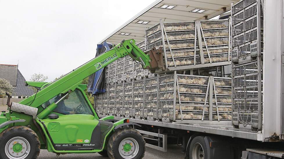 De Duitse kalkoenslachterij Heidemark is op zoek naar slachtrijpe vleeskuikens nu het onderdeel is vleeskuikenslachterij en kipverwerker Storteboom Food Group