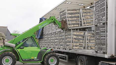 De Duitse kalkoenslachterij Heidemark is op zoek naar slachtrijpe vleeskuikens nu het onderdeel is vleeskuikenslachterij en kipverwerker Storteboom Food Group