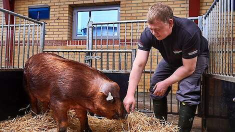 Fokdoel DanBred zichtbaar in benchmarkdata