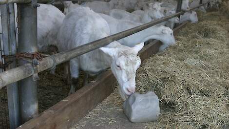 Een geit van een geitenhouderij in Overijssel.