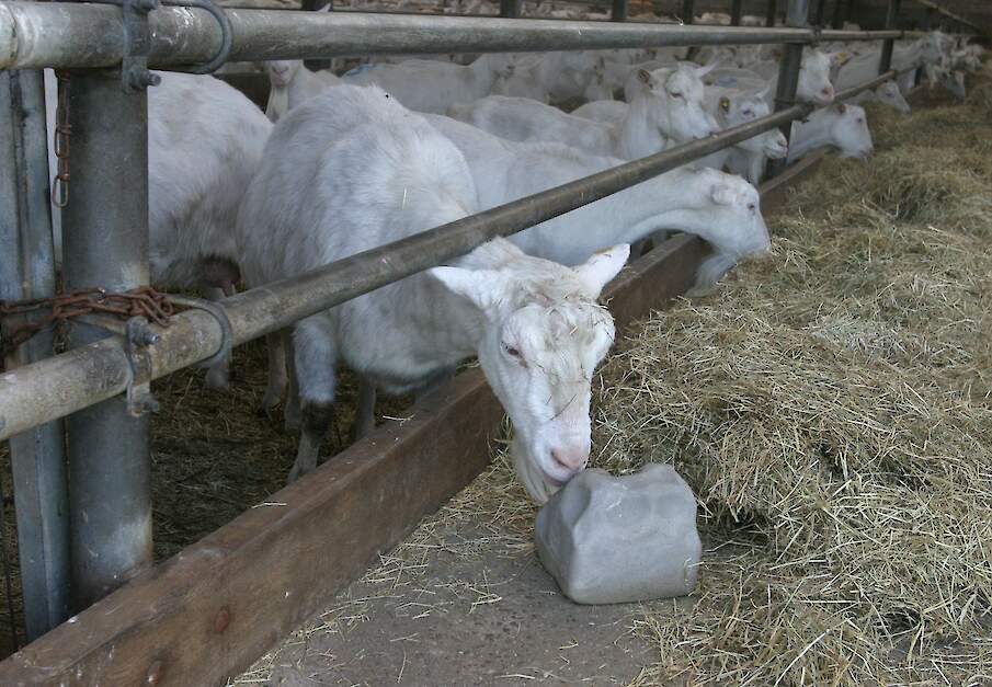 Een geit van een geitenhouderij in Overijssel.