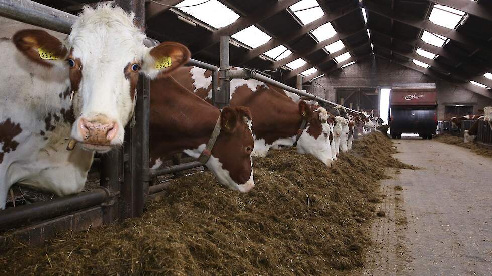 Koeien staan te vreten aan het voerhek