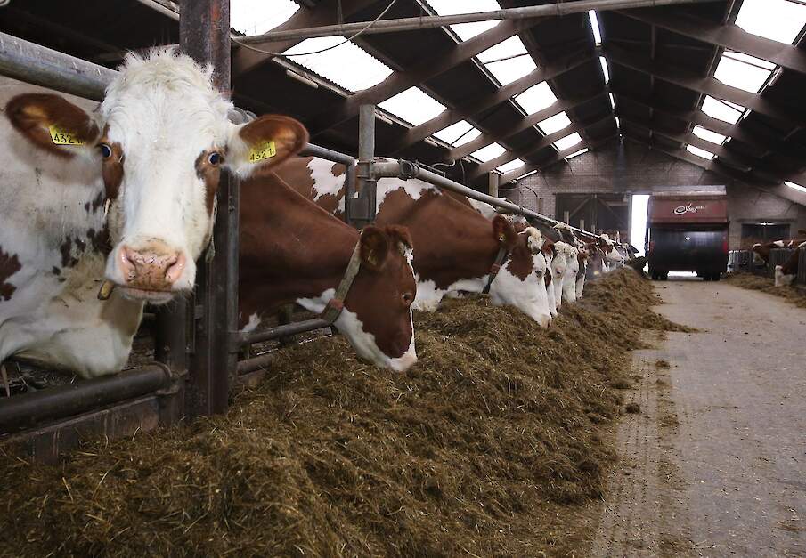 Koeien staan te vreten aan het voerhek