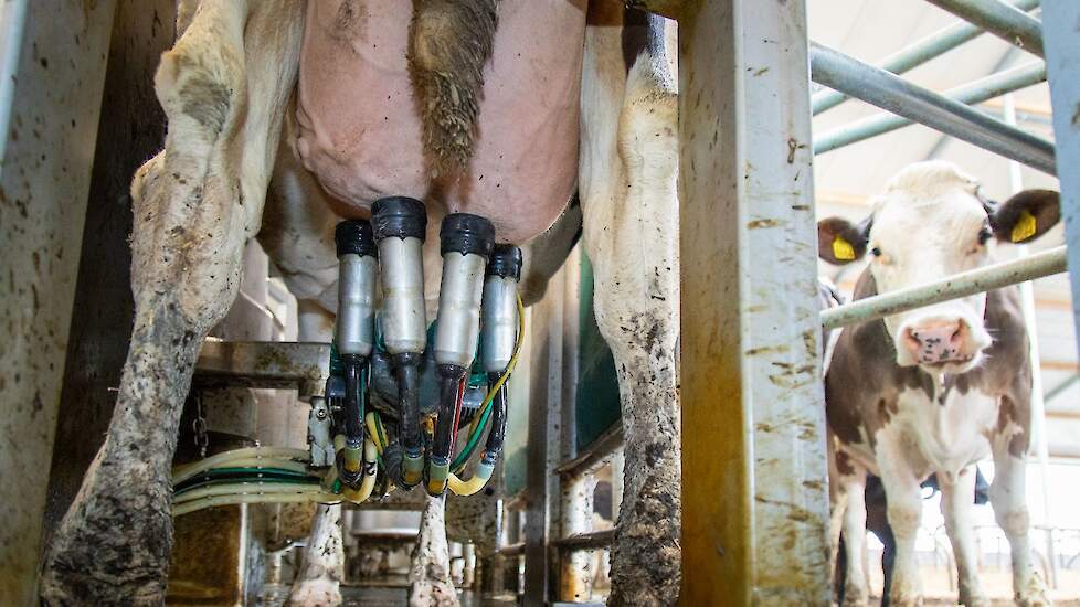 Automatisch melksysteem in gebruik bij koe