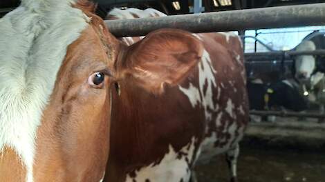 Het ontbreken van een oormerk leverde een melkveehouder een korting op de GLB-subsidie op