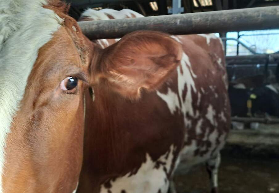 Het ontbreken van een oormerk leverde een melkveehouder een korting op de GLB-subsidie op