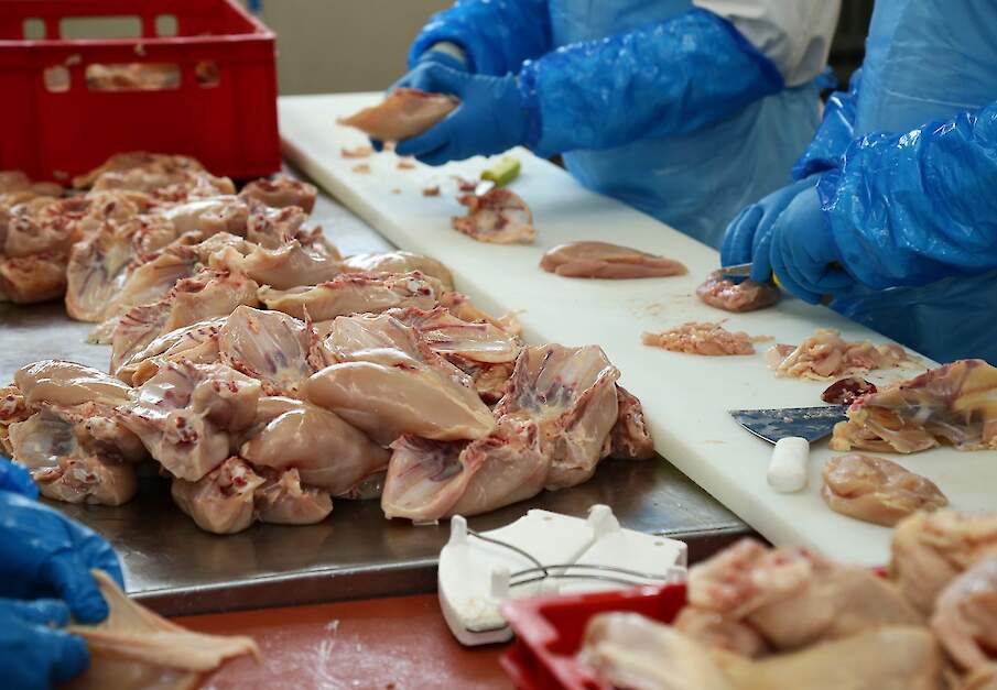 Brazili&euml; verscheepte enkele jaren geleden tonnen salmonella besmette kip naar Nederland. Beeld ter illustratie.
