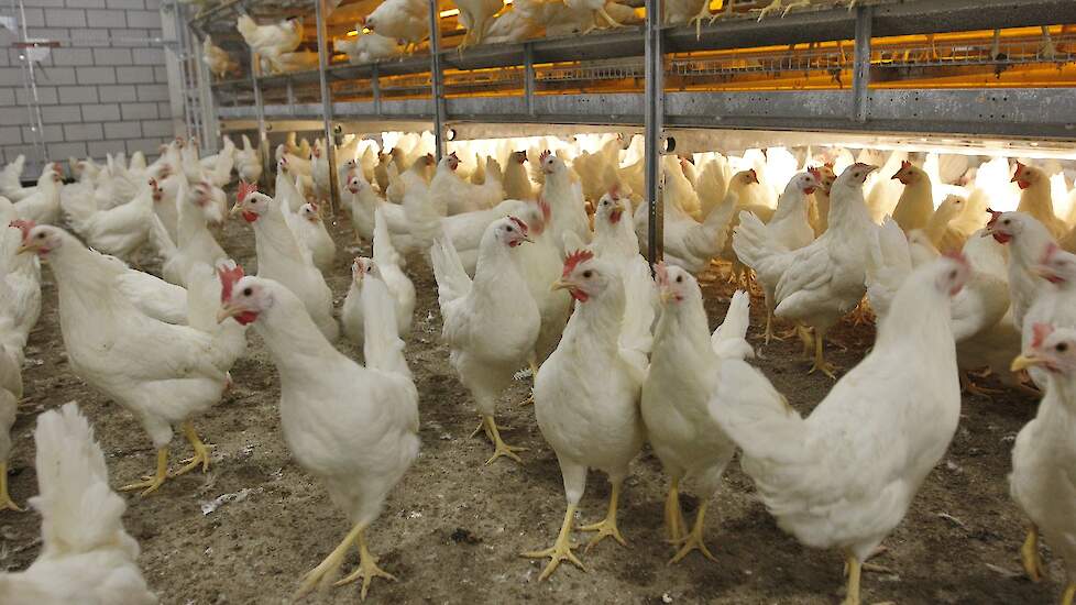 Gezonde leghennen. Beeld ter illustratie.