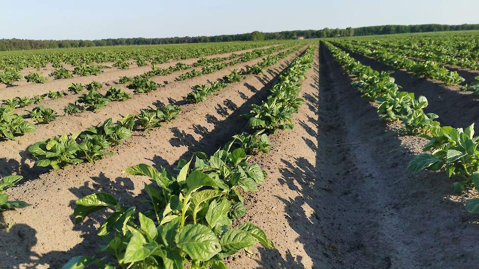 Waarom hamert iedereen op calcium en hoe krijg je het in het gewas?