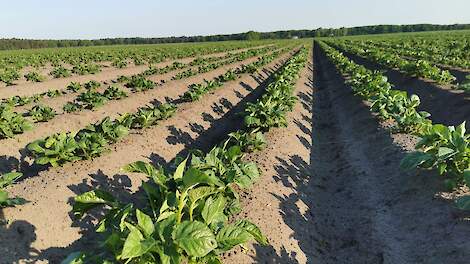 Waarom hamert iedereen op calcium en hoe krijg je het in het gewas?