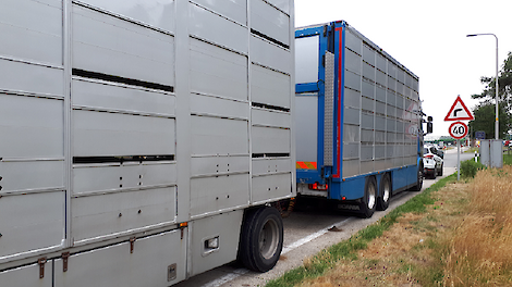 Beeld ter illustratie van veetransport.
