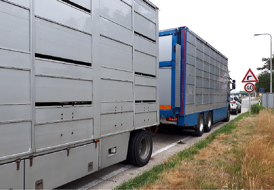 Beeld ter illustratie van veetransport.