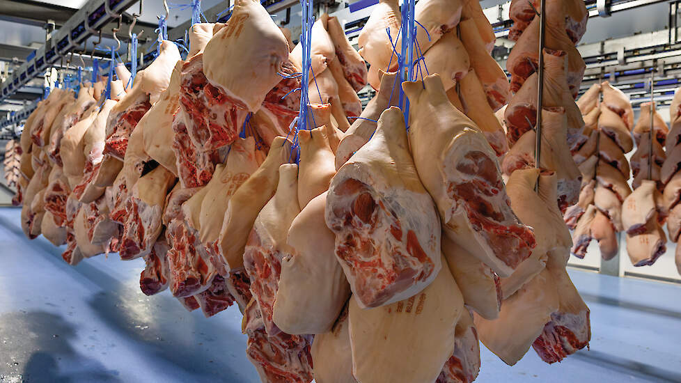 Het advies voor een buffer om schommelingen op te vangen bedraagt tussen de 500 en 700 euro per zeug.