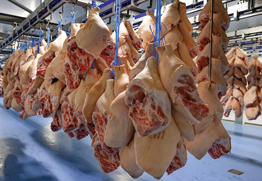 Het advies voor een buffer om schommelingen op te vangen bedraagt tussen de 500 en 700 euro per zeug.