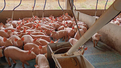 Gespeende biggen- en vleesvarkensstallen hebben open zijwanden die met een zeil gesloten kunnen worden.